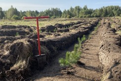В Людиновском лесничестве волонтеры высадят 9 тысяч молодых сосен