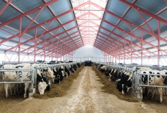 Строительство крупных производственных  объектов – главный резерв наращивания производства молока в Калужской области