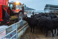 Специализированное мясное скотоводство – перспективное направление агробизнеса Калужской области