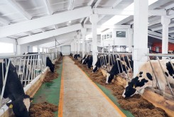 Производство молока в Калужской области увеличилось на 16% к уровню прошлого года